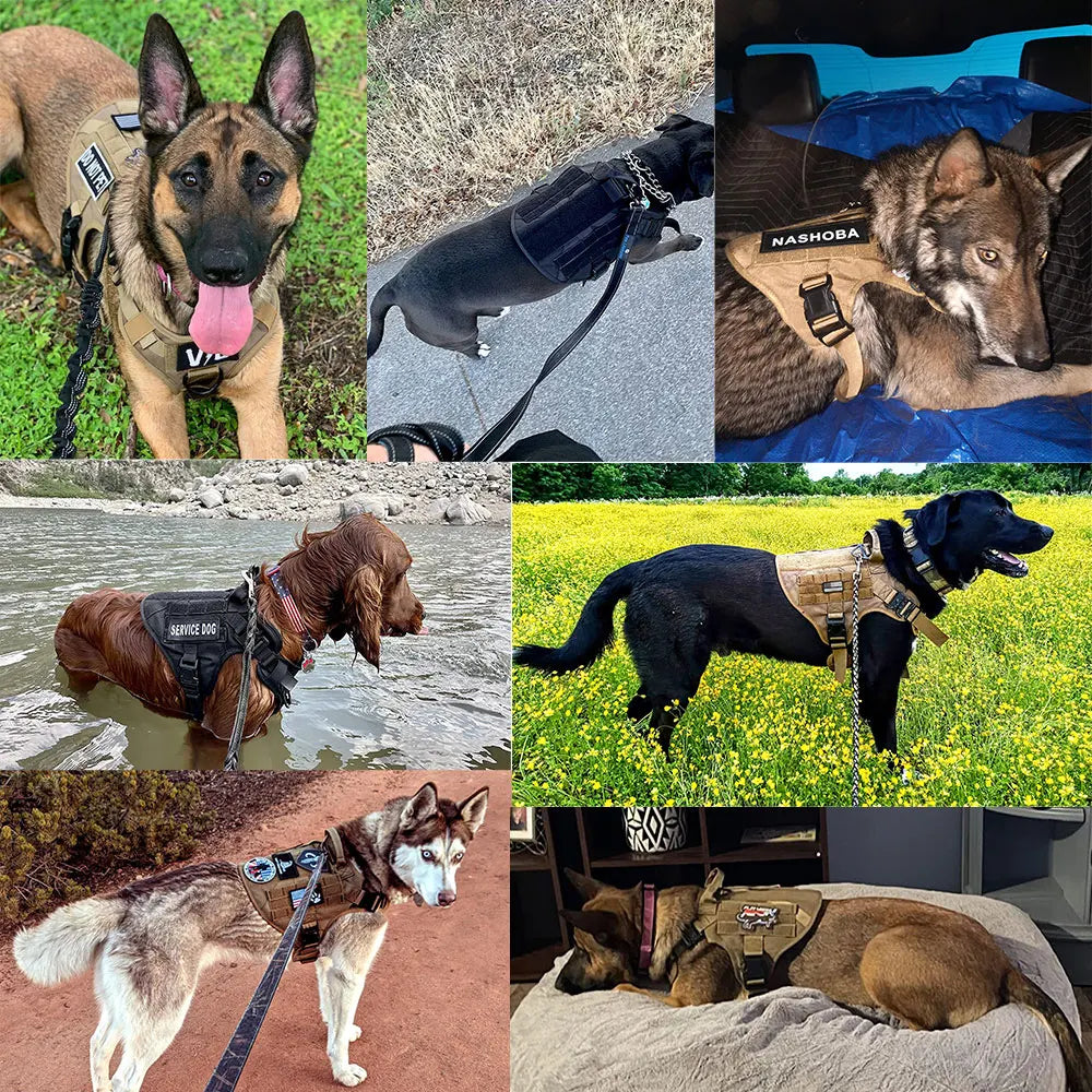 Harnais Tactique Renforcé pour Grand Chien – Ajustable, Résistant, Confort Max